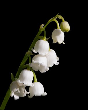 Lily of the Valley Isolated on Black clipart