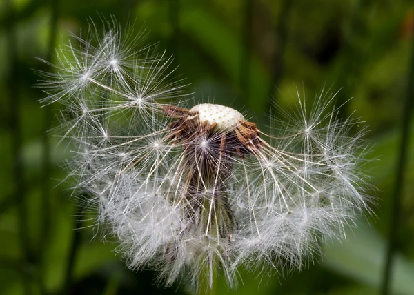 stock image Dandelion Puffball Half Gone