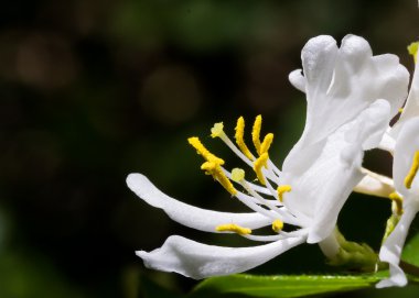 White Honeysuckle Blossom clipart