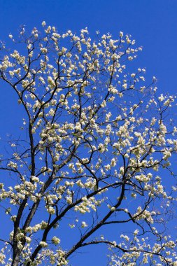 Black Locust Blooming with Blue Sky clipart