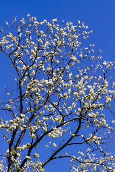 Black Locust Blooming with Blue Sky — Stock Photo, Image