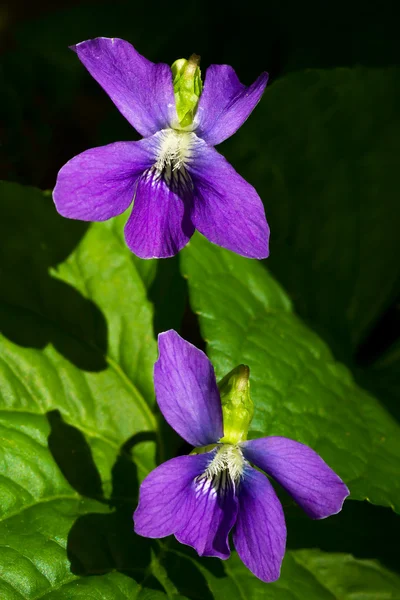 Wilde viooltjes — Stockfoto