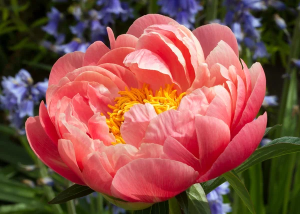 stock image Pink Peony