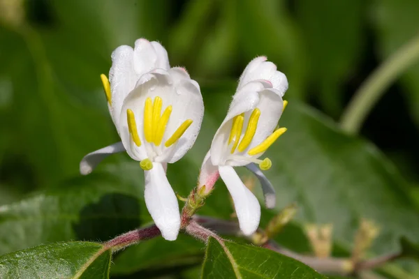 Flores de madressilva — Fotografia de Stock