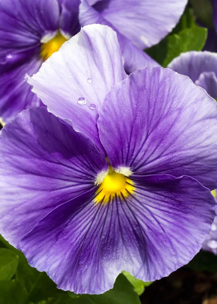 Våt lila pensé blomma — Stockfoto