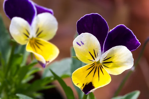 비올라 3 색 꽃 — 스톡 사진