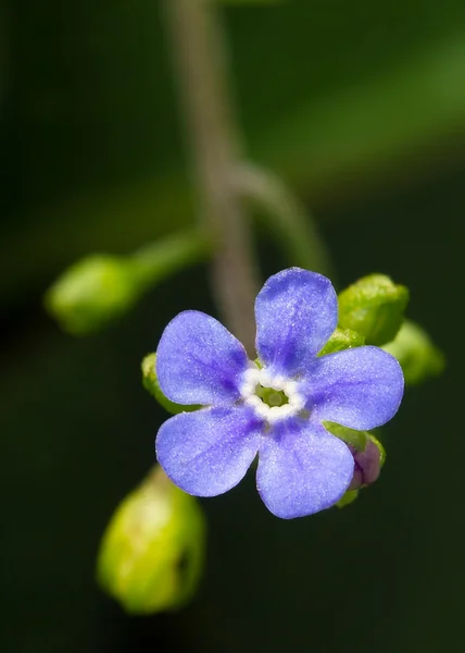 青い brunnera の花 — ストック写真