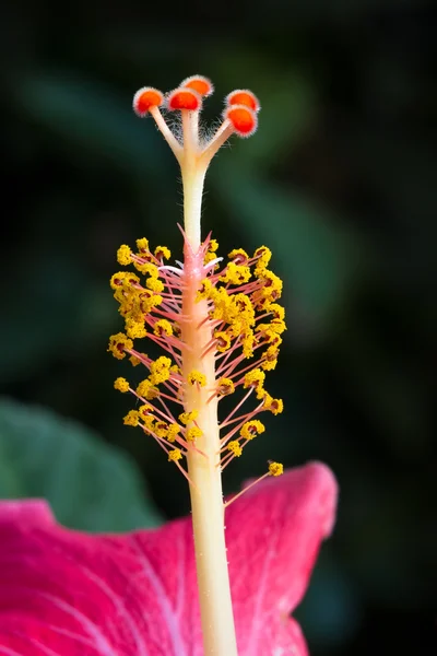 Ιβίσκος λουλούδι στίγμα σε κοντινό πλάνο — Φωτογραφία Αρχείου
