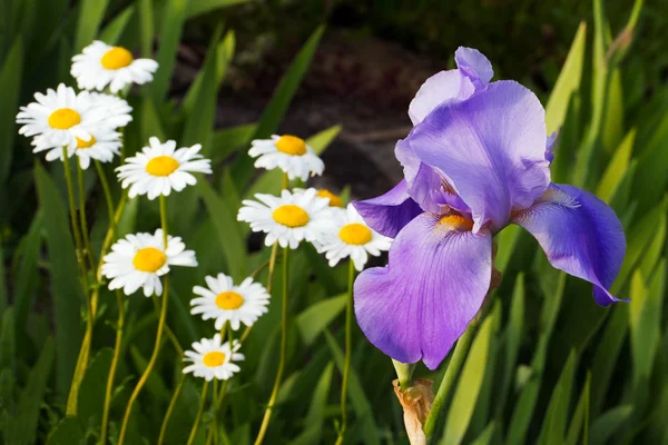 Lila skäggige iris och shasta prästkragar — Stockfoto
