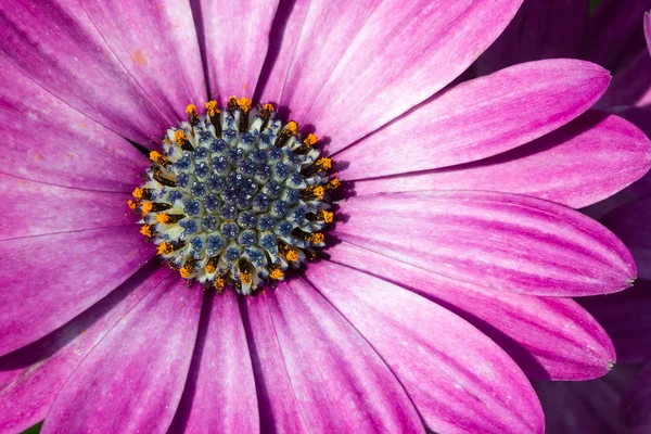 Purple African Daisy — Stock Photo, Image