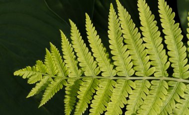 Lady fern yaprak