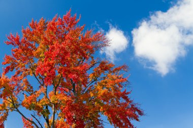 Giant Fall Tree and Clouds clipart