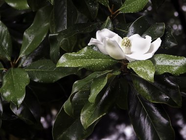 Wet Magnolia Blossom