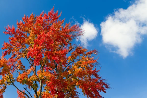 Giant Fall Tree and Clouds — Stock Photo, Image