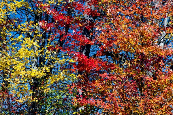 Geel, rood en oranje vallen bladeren — Stockfoto