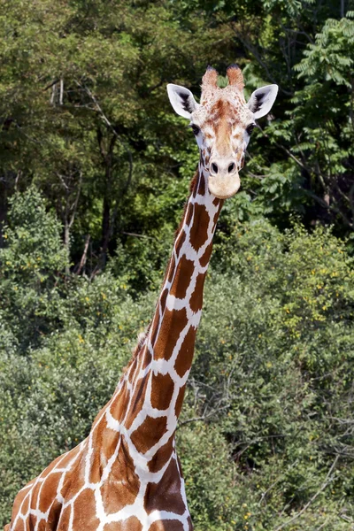 Girafe, le plus grand animal — Photo