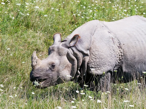 stock image One-Horned Rhinoceros or Indian Rhino