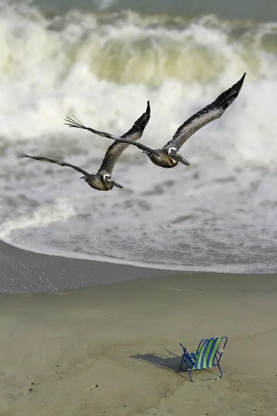 Пара пеликанов с пляжными стульями и океанским серфом — стоковое фото