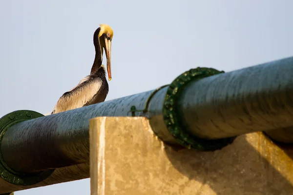 Пеликан на зеленой трубе — стоковое фото
