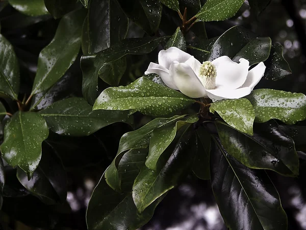 Våt magnolia blossom — Stockfoto