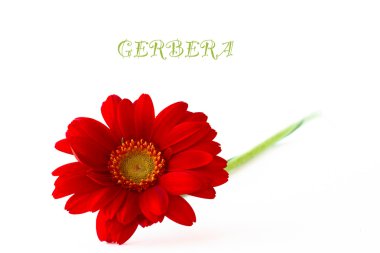 Kırmızı gerbera