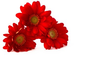 üç kırmızı gerbera