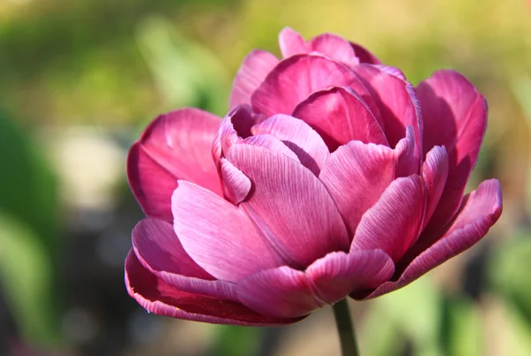 The crimson tulip — Stock Photo, Image