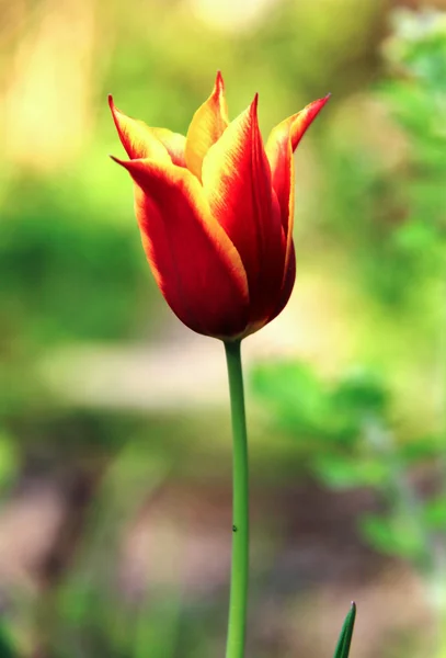 Die Tulpe — Stockfoto