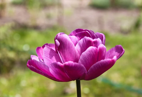 Die violette Tulpe — Stockfoto