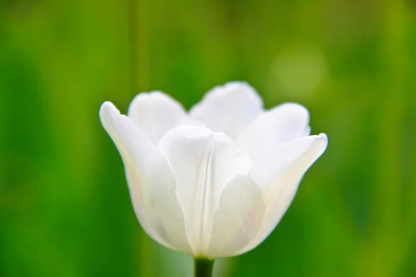 A tulipa branca — Fotografia de Stock