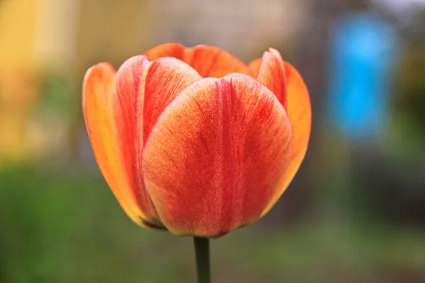 Die Tulpe — Stockfoto