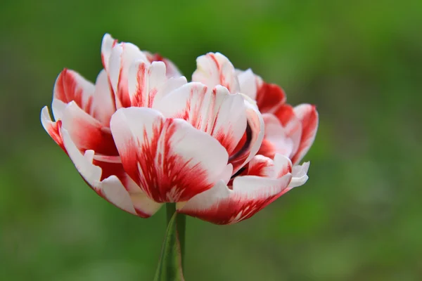 Тюльпан. Красное и белое . — стоковое фото