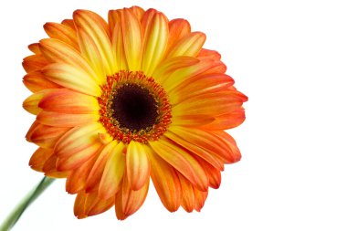 de opange gerbera