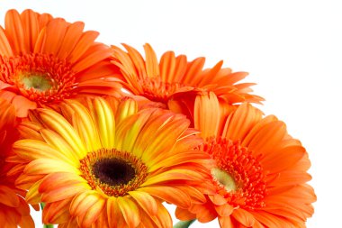 opange gerbera buketi