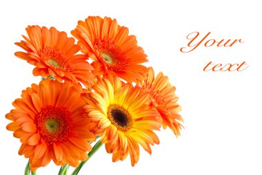 The bouquet of opange gerbera clipart