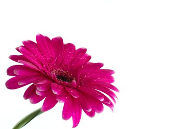 parlak pembe gerbera