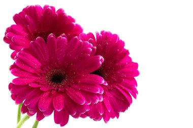 parlak pembe gerbera buketi