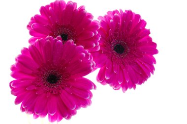 parlak pembe gerbera