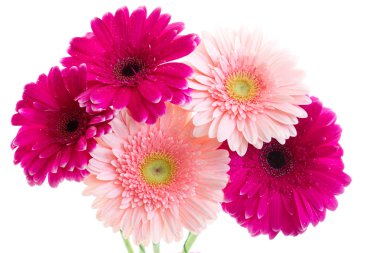 parlak pembe gerbera buketi