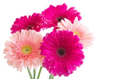 parlak pembe gerbera buketi