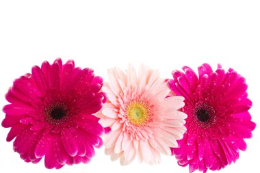 parlak pembe gerbera buketi