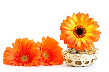 The basket with quail eggs and opange gerbera clipart