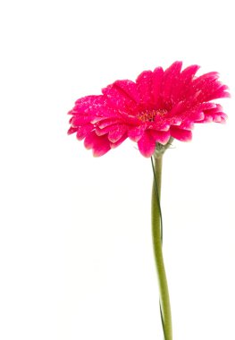 parlak pembe gerbera