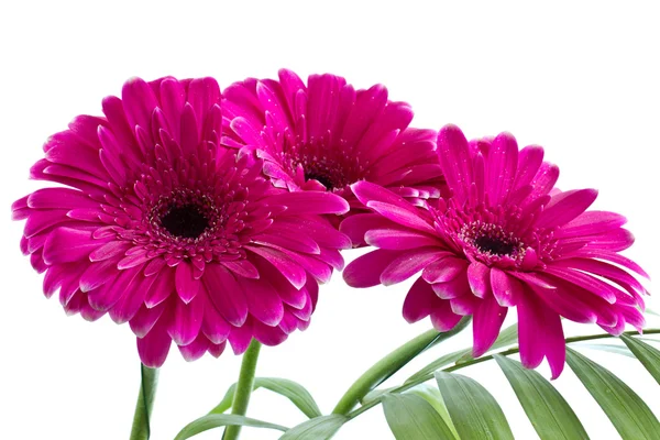 Kytice zářivě růžová gerbera — Stock fotografie