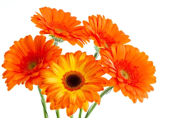 stock image The bouquet of opange gerbera