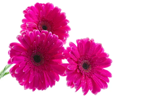 O buquê de gerbera rosa brilhante Imagens Royalty-Free