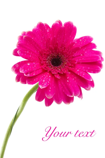 The bright pink gerbera — Stock Photo, Image