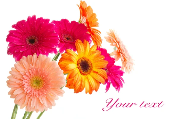 The bouquet of bright gerbera — Stock Photo, Image