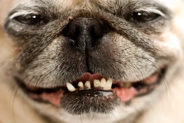 Een pug met een brutale glimlach. — Stockfoto