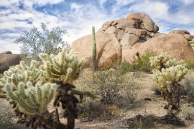 saguaro kaktüs ile güzel çöl manzarası